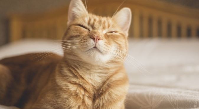 Ini 4 Arti Kedipan Mata Kucing, yang Ternyata Masih Jarang Diketahui Para Pemilik Kucing!