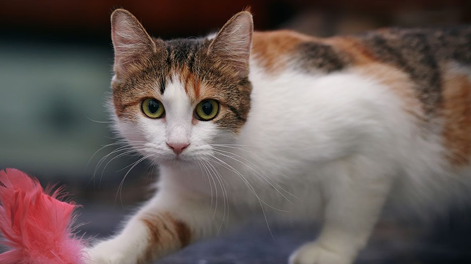 Ini 3 Cara Rahasia Agar Kucing Kampung Nurut, dan Sayang pada Pemilik Mereka