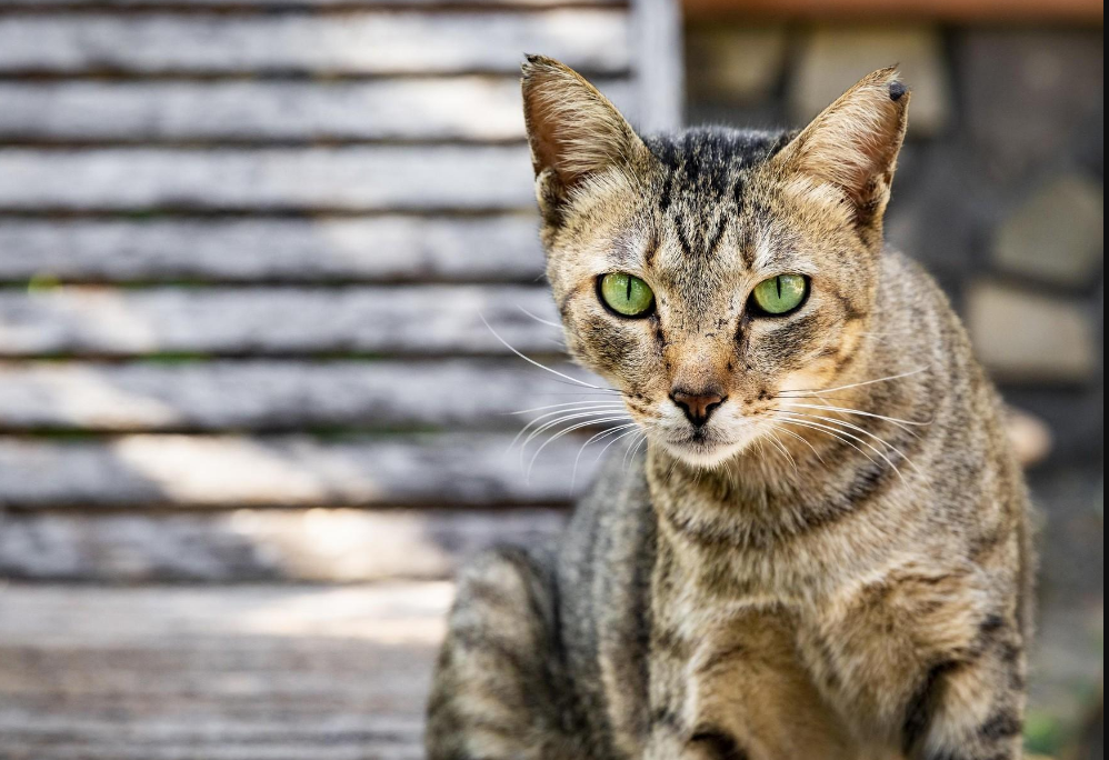 Bagaimana Cara Agar Kucing Mengenali Namanya Sendiri? Inilah 4 Langkah Mengajarinya!