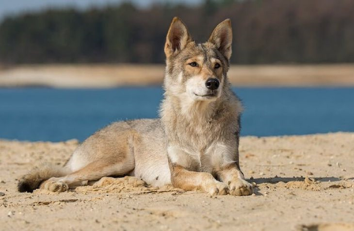 Sangat Identik! Inilah 5 Jenis Anjing yang Mirip dengan Serigala