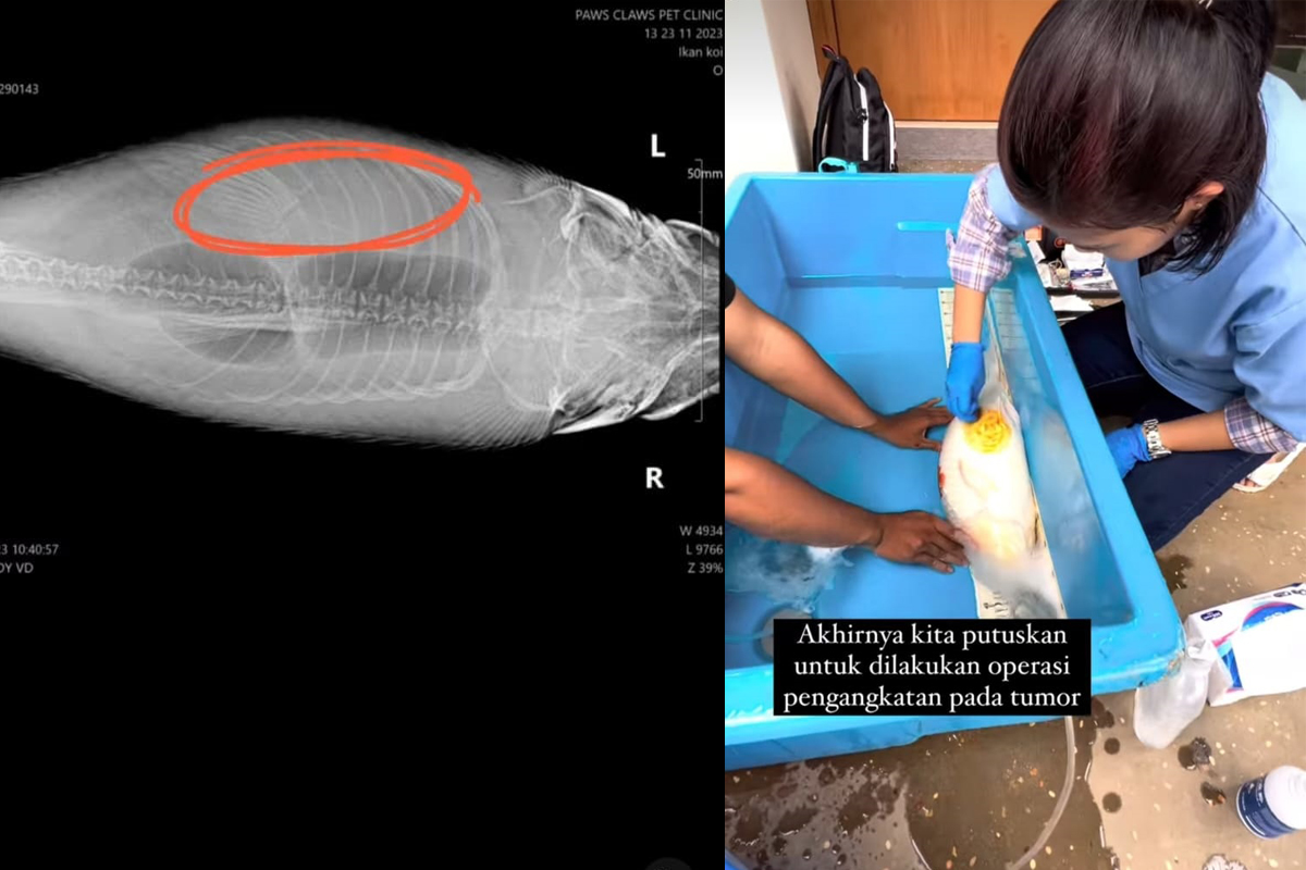 Viral! Ikan Koi Mengidap Tumor dan Harus Menjalani Operasi