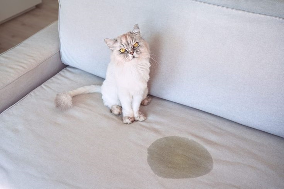 7 Tips Cara Menghilangkan Bau Pesing dari Kencing Kucing di Sekitar Rumah