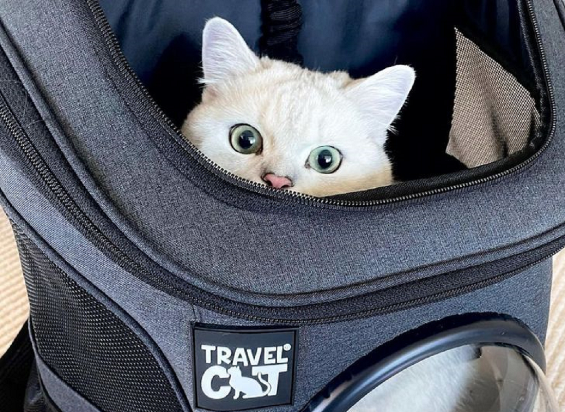 Mudik Bareng Anabul Tapi Bingung Bagaimana Bawanya? Gunakan Rekomendasi Kandang Kucing Portable Berikut Ini!