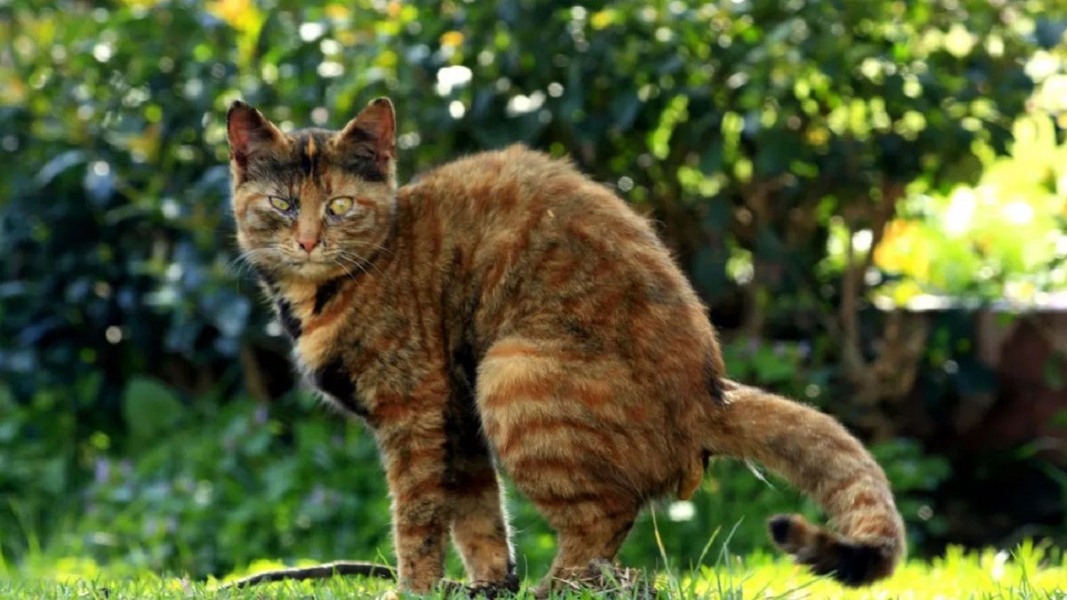 5 Cara Mengatasi Kucing Liar Buang Kotoran di Halaman Rumah, Yuk Simak Disini