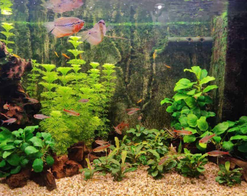 Cocok Diletakan di Dalam Aquarium, Inilah 7 Tanaman Aquascape Asli Indonesia yang Mudah Ditemukan