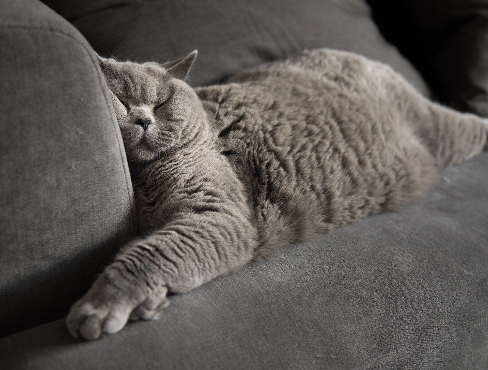 Ternyata Anabul Bisa Bermimpi saat Tidur, Ini Ciri Ciri Kucing Sedang Bermimpi Dalam Tidurnya