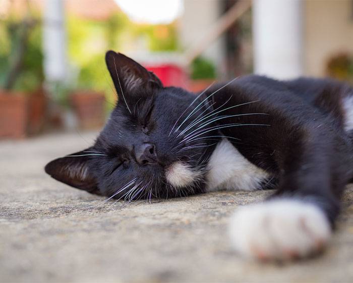 Mengapa Kucing Suka Tidur di Depan Rumah? Inilah 5 Alasannya, Ternyata Menganggap Kamu Majikan Lho!
