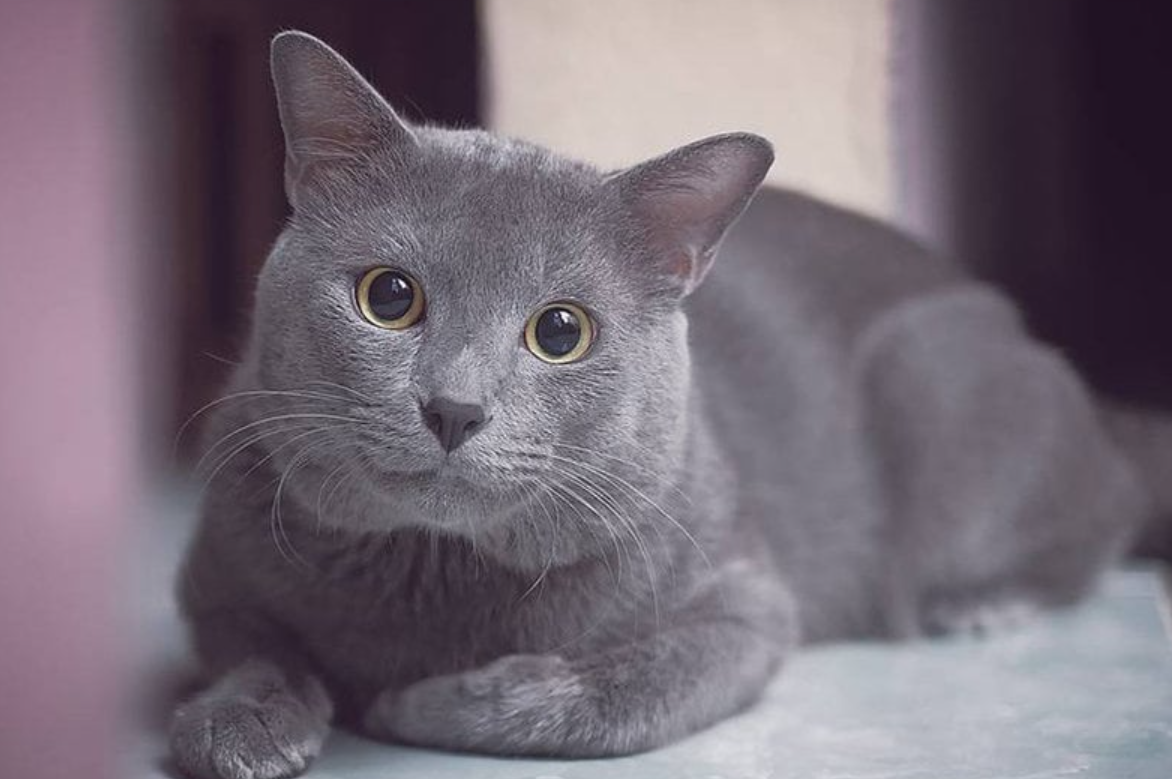 Diambang Kepunahan! Inilah 7 Jenis Kucing Asli Indonesia yang Perlu Dilestarikan