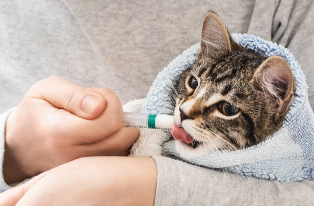 Kucing Kamu Sakit? Kenali 4 Pertanda Kucing Sakit Yang Perlu Pemilik Kucing Ketahui!