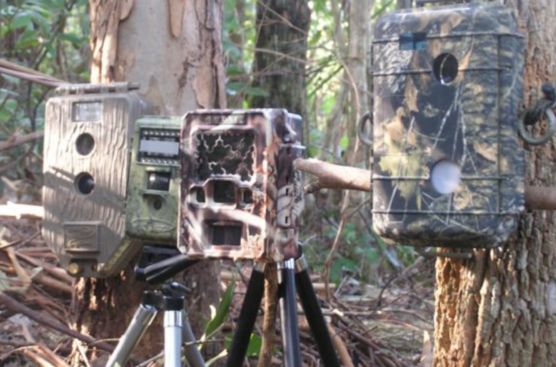 Lokasi di Gunung Ciremai Diduga Dilalui Harimau Jawa, Dipasangi Kamera Jebak, Ada Penampakan?