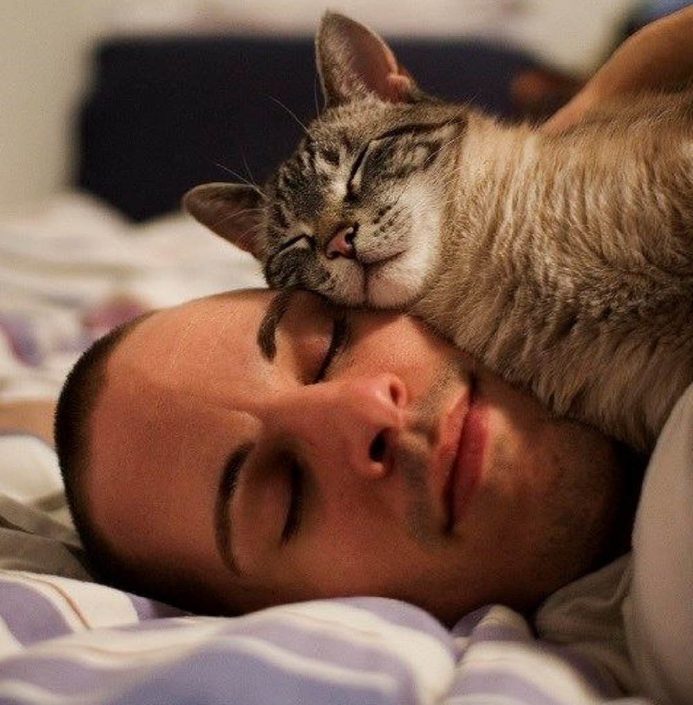 Apakah Boleh Tidur Bersama Kucing Peliharaan Kita Sendiri? 