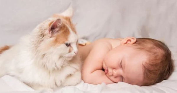 Bolehkah Memelihara Kucing Saat Punya Bayi? Yuk Simak 5 Tips Aman Memelihara Kucing Saat Punya Bayi 