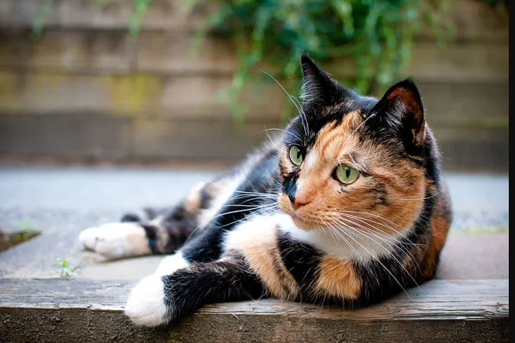 Petunjuk Pakai Pakan Kontrasepsi untuk Kucing, Ini Dia Cara Steril Kucing Tanpa Operasi