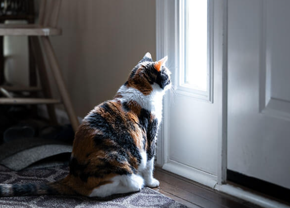 Jangan Asal Meninggalkan Kucing Sendiri di Rumah, Perhatikan 3 Hal Berikut!