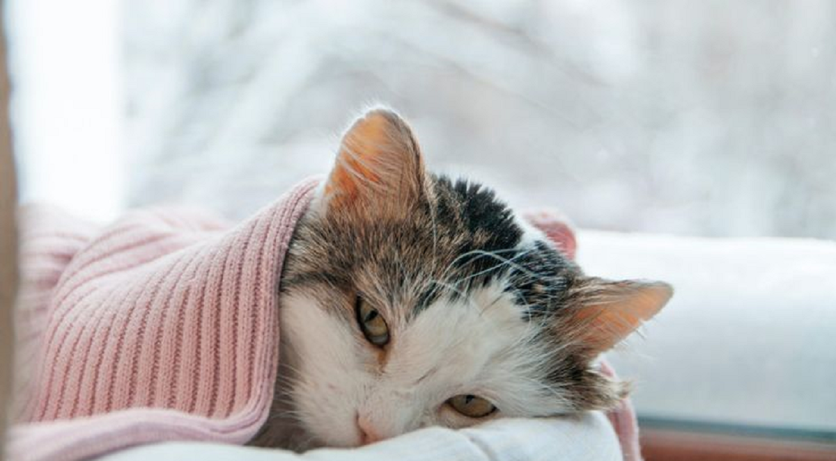 Inilah Ciri Kucing Sakit Ginjal Berikut dengan Cara Mencegahnya, Apakah Kucing Anda Mengalaminya?