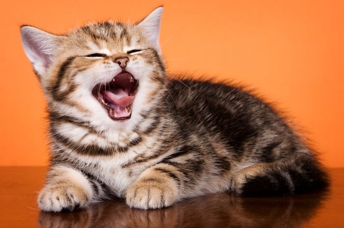 Kenapa Kucing Mengeong Di Malam Hari Dengan Suara Keras? 5 Alasan yang Harus Anda Tahu!
