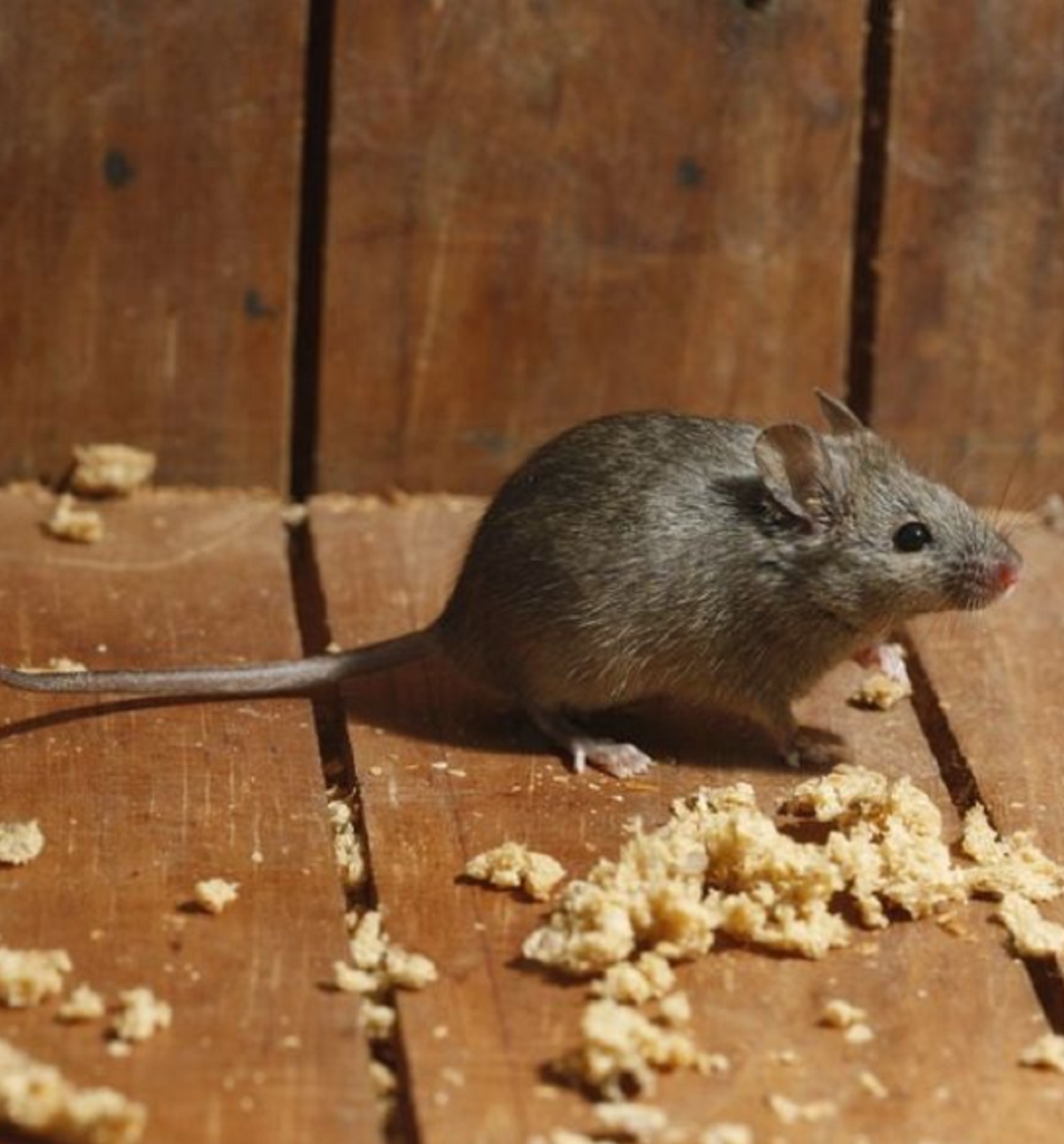Baunya Buat Tikus Gak Tahan, Ini Dia 5 Aroma Yang Dibenci Tikus, Buat Tikus Kabur Dari Rumah!