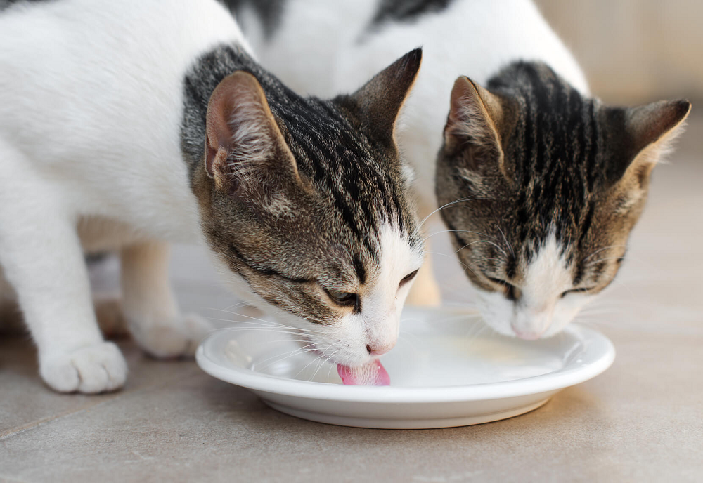 3 Cara Membuat Makanan Kucing Kampung dengan Mudah!