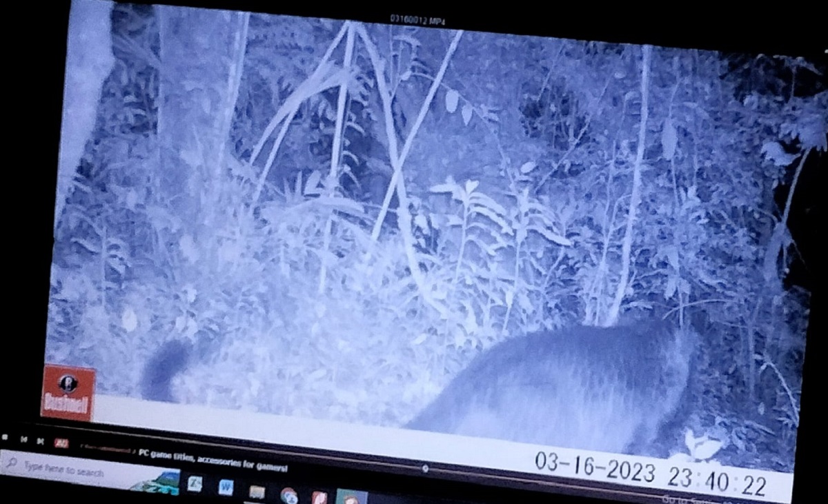 Terdeteksi 3 Macan Tutul di Gunung Ciremai, Salah Satunya Jantan, Mungkinkah Rasi Sudah Beranak?