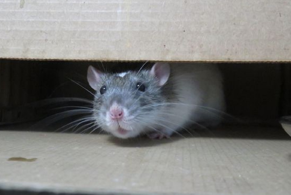 Tidak Disukai Tikus Karena Baunya! Ini Dia 5 Aroma Yang Tidak Disukai Tikus, Bisa Usir Tikus Keluar Rumah