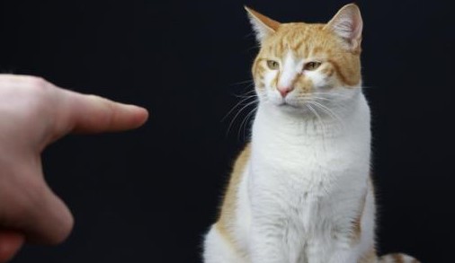 Kucing Itu Peka! Ini 5 Cara Kucing Tau Pemiliknya Sedang Marah dan Emosi, Jangan Main Pukul!