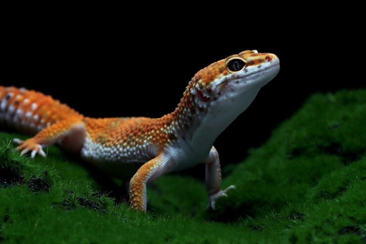 Gampang Banget! Begini Cara Memelihara Leopard Gecko, Reptil Warna-Warni Yang Menggemaskan