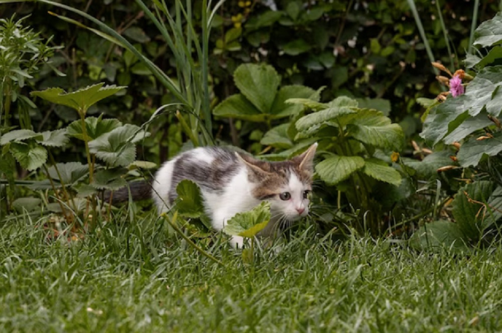 Kucing Makan Rumput Untuk Apa? Ternyata Ini 5 Penyebabnya