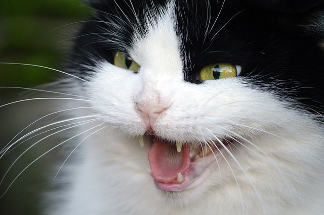 Kenapa Kucing Mendesis Saat Ada Kucing Baru? Inilah 5 Arti Suara Kucing Mendesis, yang Perlu Kamu Ketahui!