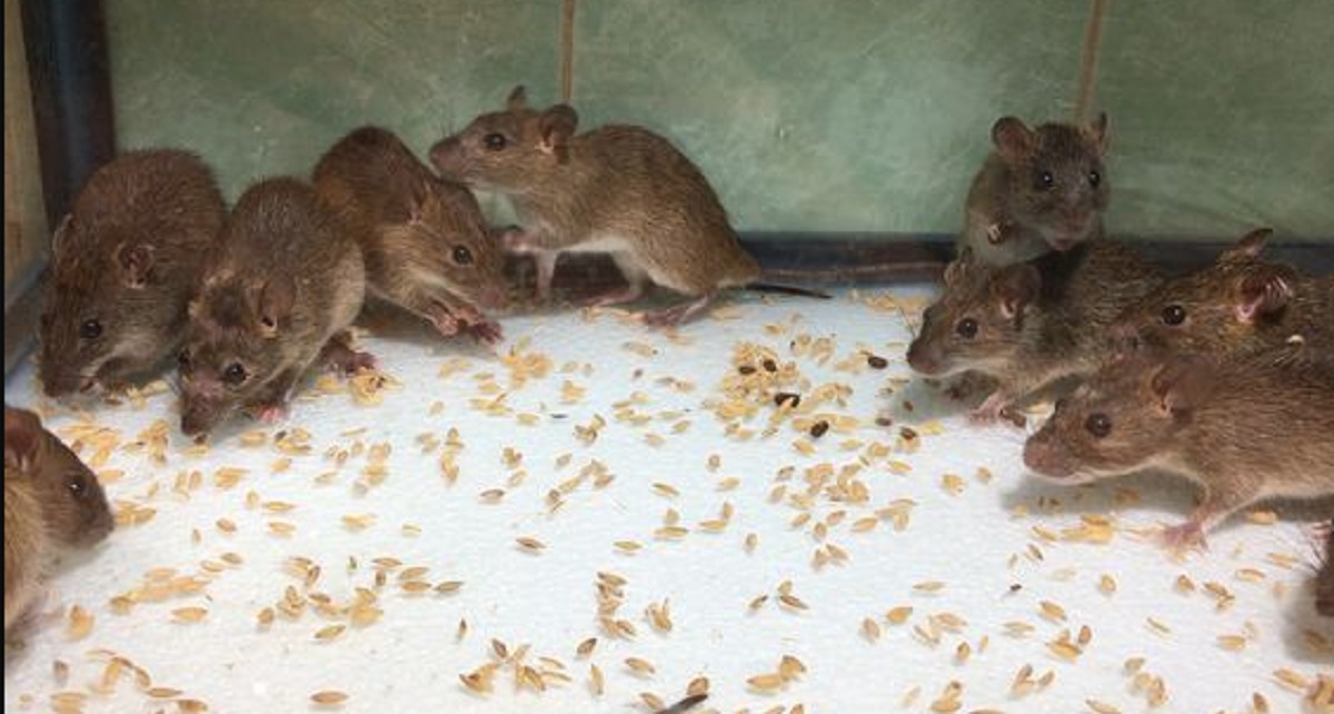 Buat Tikus Kabur, Ini Nih 6 Bahan Dapur Yang Dapat Mengusir Tikus Dari Rumah, Wajib Cobain!