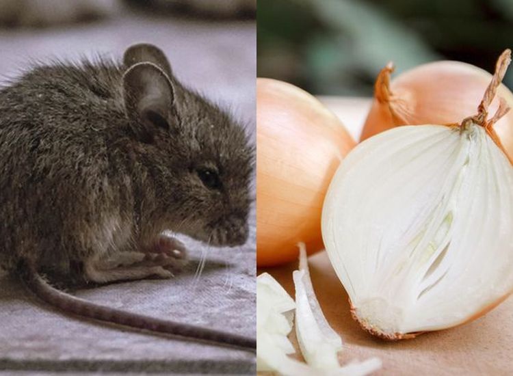 3 Bau Bikin Tikus Pusing dan Ingin Keluar Dari Rumah, Lalukan Ini Jika Rumah Kamu Menjadi Sarang!