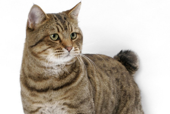 Kucing Berekor Pendek Pembawa Keberuntungan? Ini dia 4 Fakta Unik Kucing Buntut Pendek atau Bobtail!