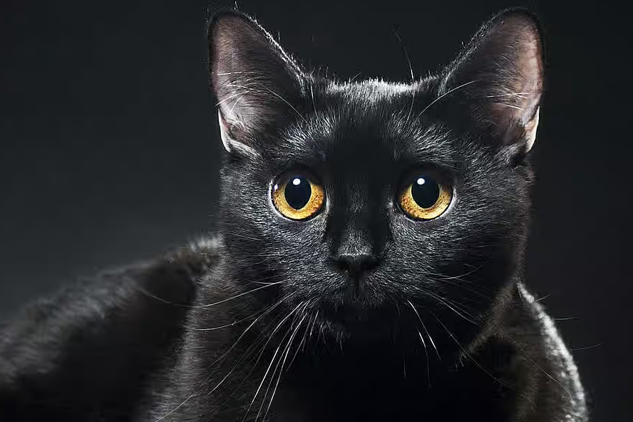 Jenis Kucing yang Langka? Ini dia 5 Fakta Unik Tentang Kucing Hitam yang Jarang diketahui!