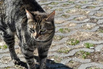 Jangan Kasar, Inilah 5 Alasan Kucing Kampung Suka Mengikuti Kita Terus, Ternyata Bikin Terharu!