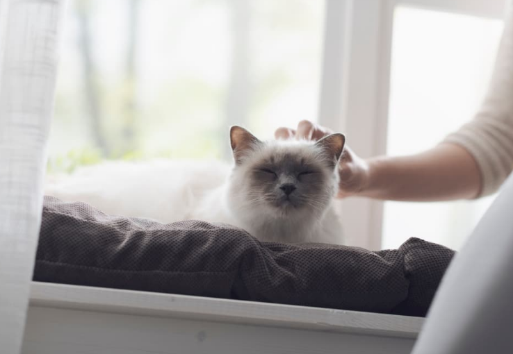 Gak Khawatir Lagi Meninggalkan Kucing Sendirian saat Kerja, Berikut 7 Tips Aman Meninggalkan Anabul