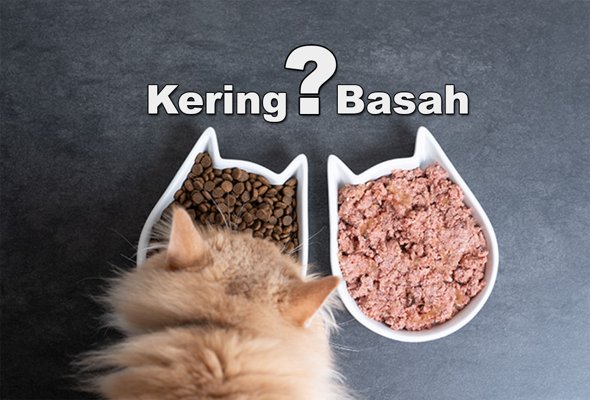 Perbedaan Nutrisi Antara Makanan Kucing Kering dan Basah, Pemilik Anabul Harus Paham
