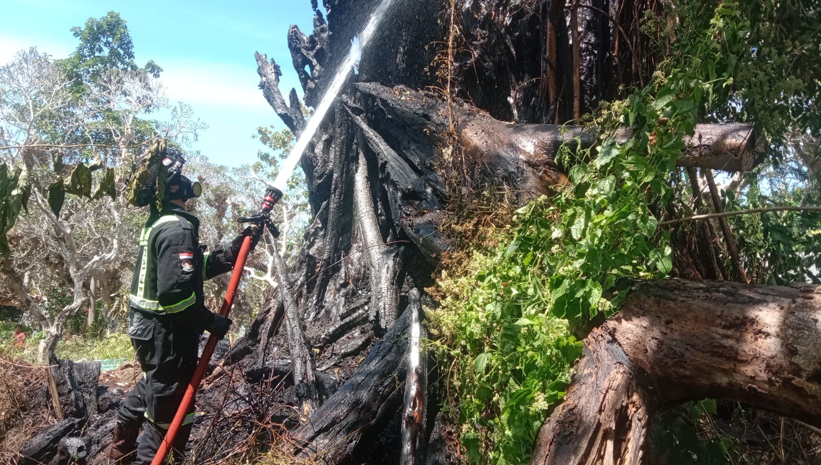 Akibat Warga Bakar Sampah Sembarangan, Pohon Bunut di TPU Kelurahan Ciporang Kuningan Terbakar