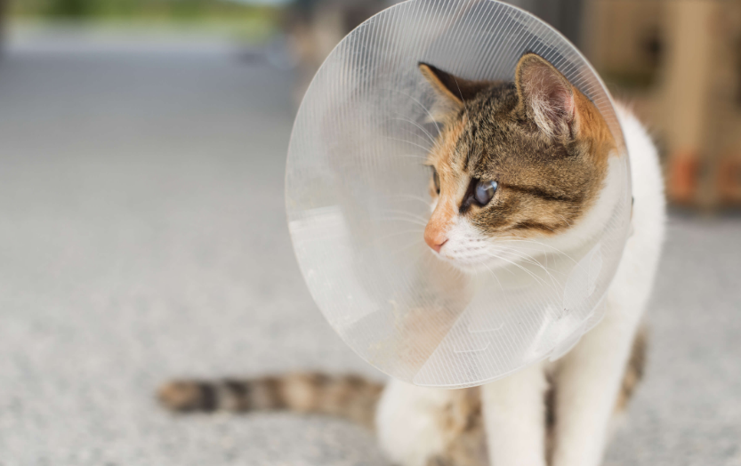 Masih Sering Disepelekan! Ini 4 Manfaat Sterilisasi pada Kucing, yang Wajib Dipahami Catlovers