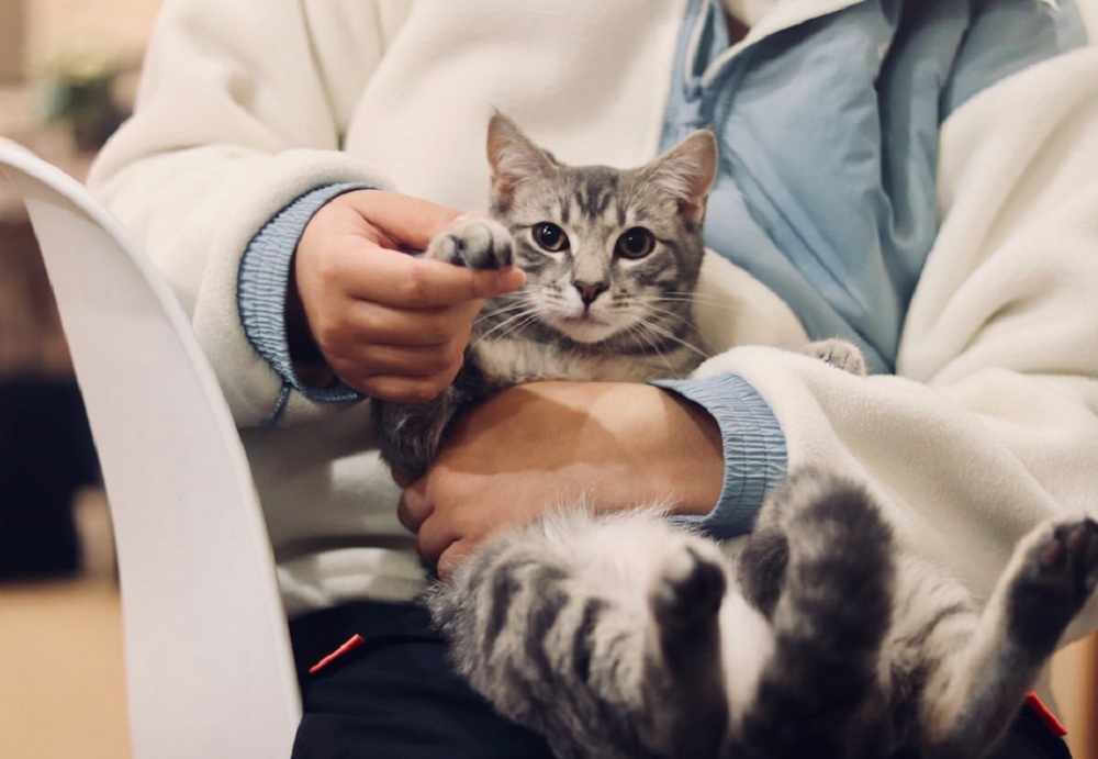 Benarkah Memelihara Kucing di Rumah Bisa Masuk Surga? Yuk Simak Faktanya Disini