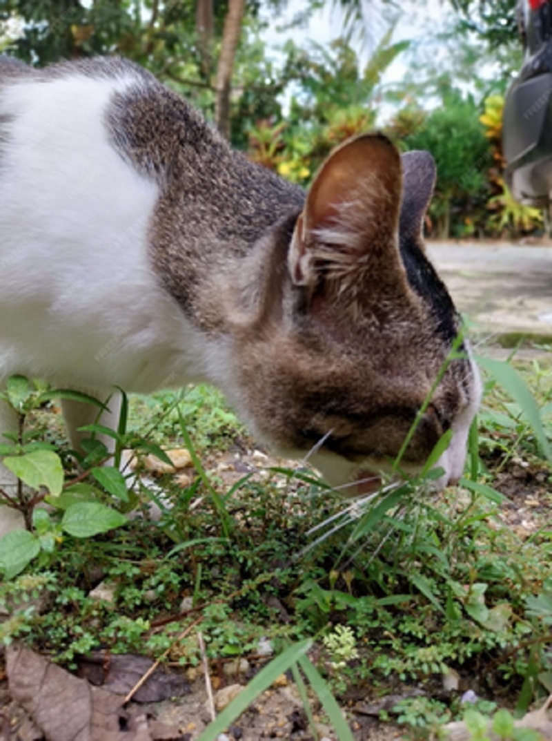 Ternyata Ini  5 Penyebab Kucing Makan Rumput, Apakah Berbahaya?