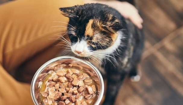 Sehari Kucing Boleh Makan Berapa Kali? Berikut Panduan Jadwal Makan Kucing, Agar Semakin Sehat dan Patuh