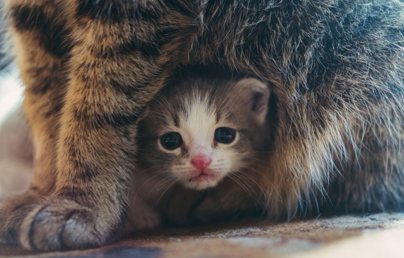 Inilah Waktu Induk Kucing Meninggalkan Anaknya untuk Bertahan Hidup Sendiri, Apa Tidak Merasa Kehilangan?