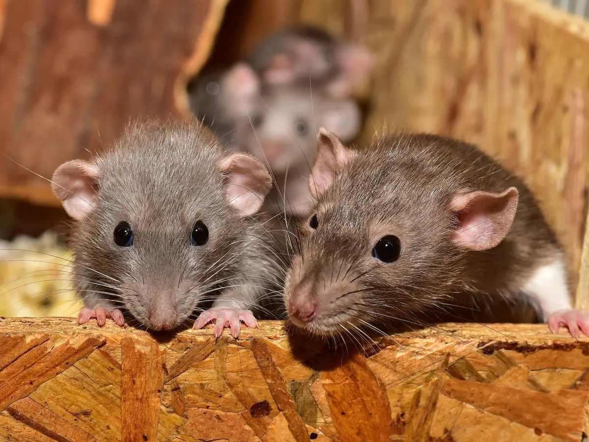Bumbu Dapur Bawang Putih, Sereh dan Lainnya Bisa Mengusir Tikus Bersarang! Ketahui 7 Tips Mengusir Tikus Yu!