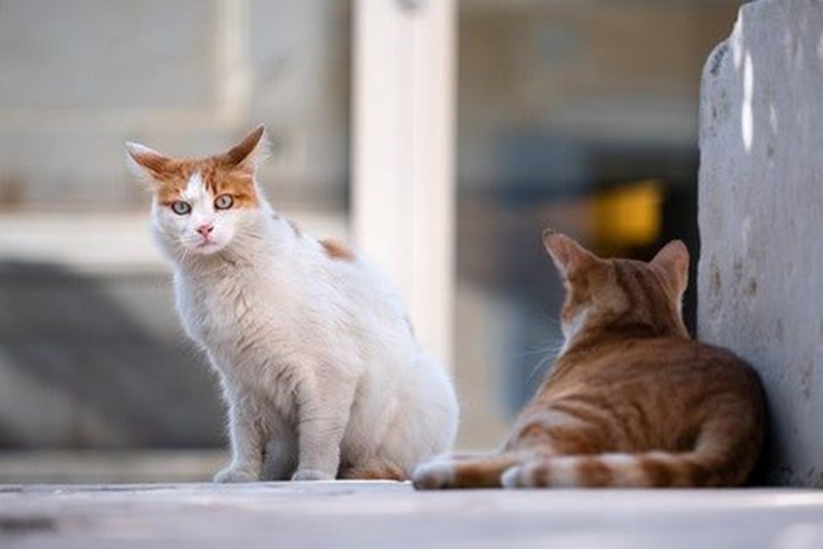 7 Cara Efektif untuk Mencegah Kucing Liar Agar Tidak Masuk ke Dalam Rumah