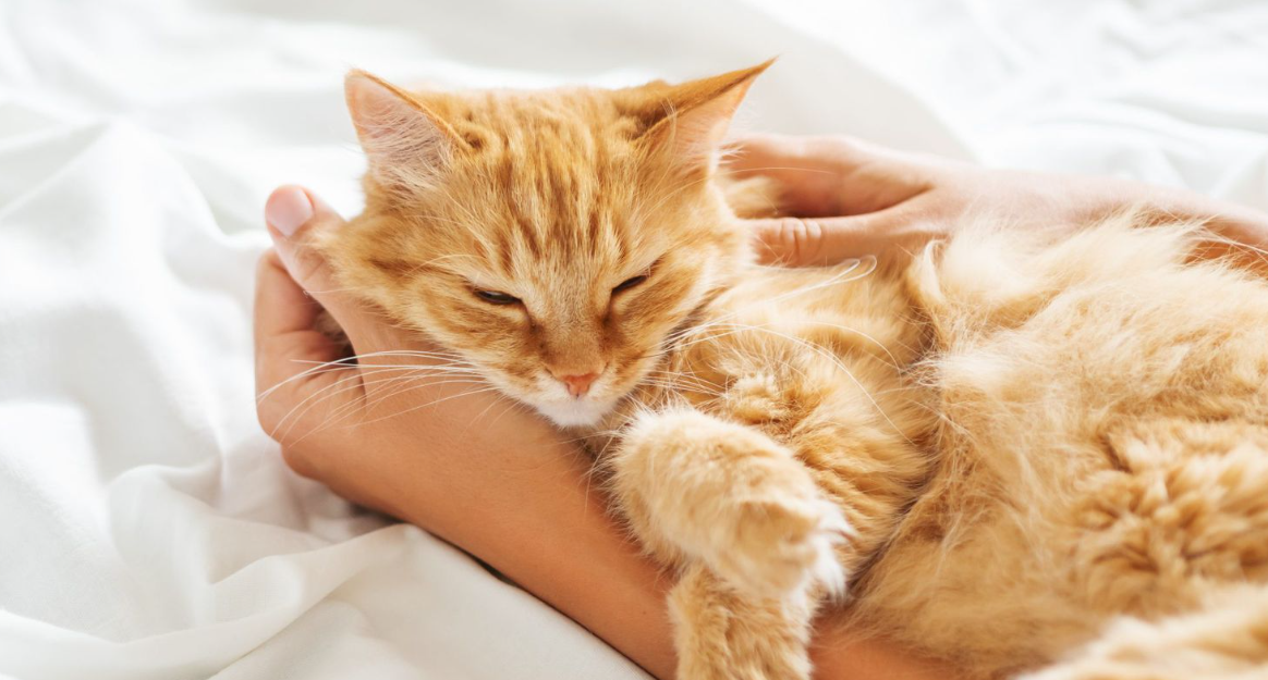Bulunya Lebat dan Halus, Ini 5 Cara Bikin Kucing Kampung seperti Kucing Puluhan Juta