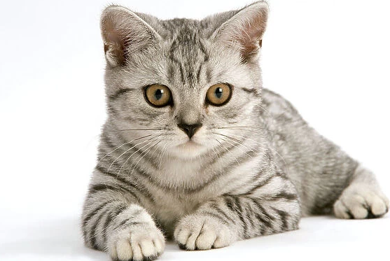 Lucu Banget! Ini 4 Jenis Kucing Bulu Pendek Terpopuler dan Paling Banyak Diminati!