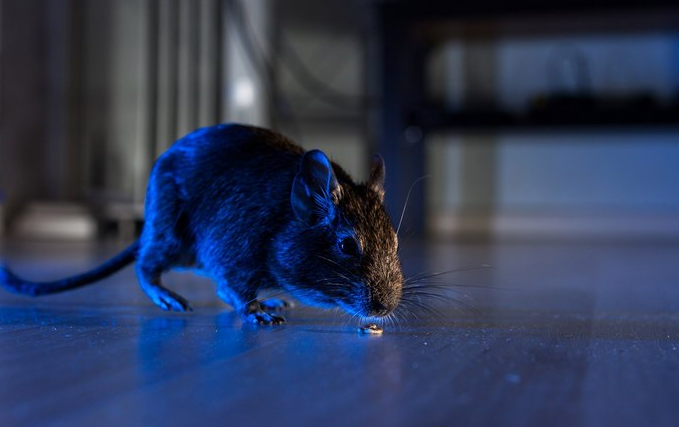 Kenapa Masih Ada Tikus Walau Sudah Menjaga Kebersihan Rumah? Ternyata Ini 3 Alasannya