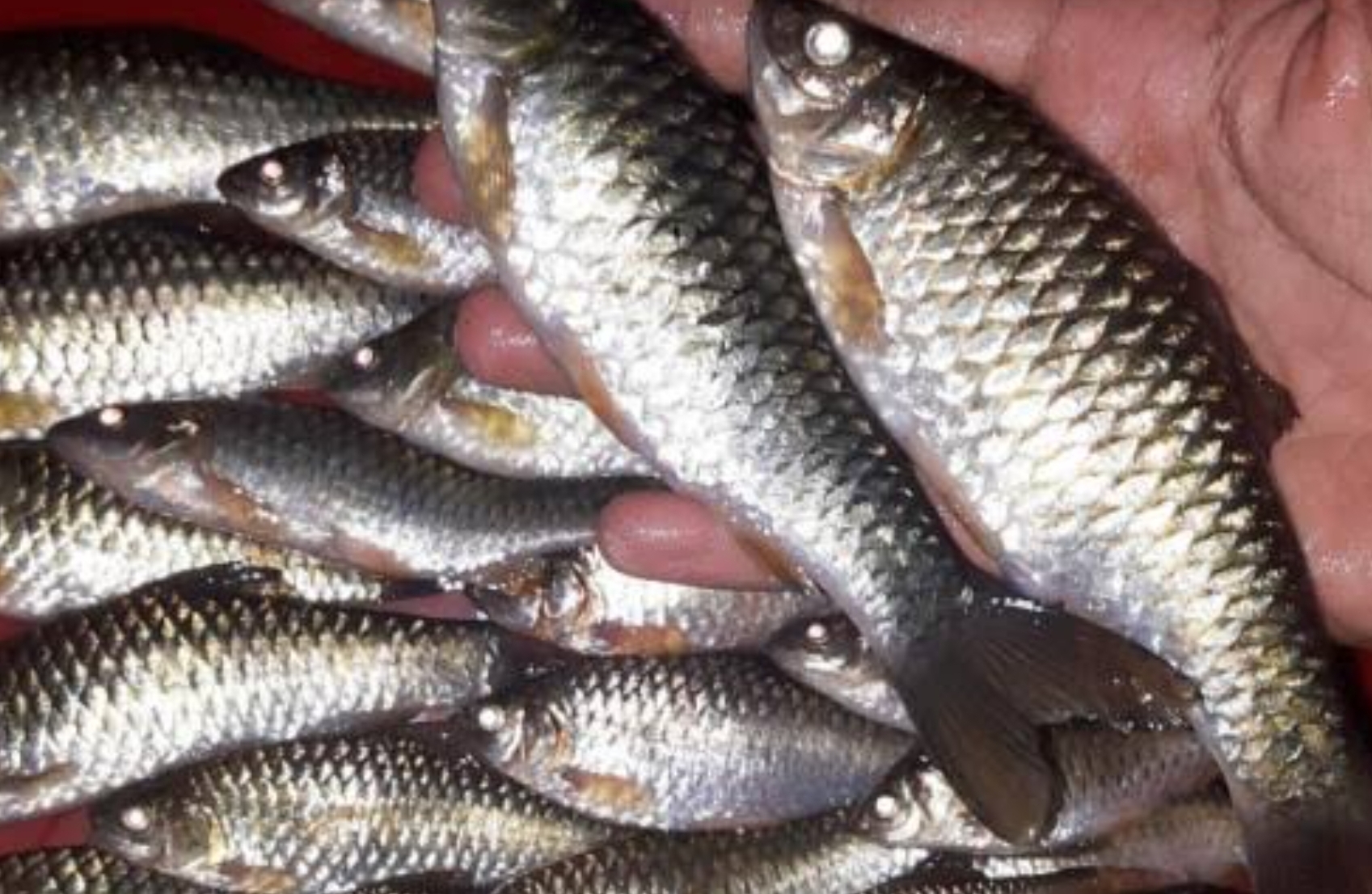 Ikan Paray khas Sungai Cipedak, Dibudidayakan oleh Warga Desa Cijemit Kuningan, Ternyata Harganya Sangat Mahal