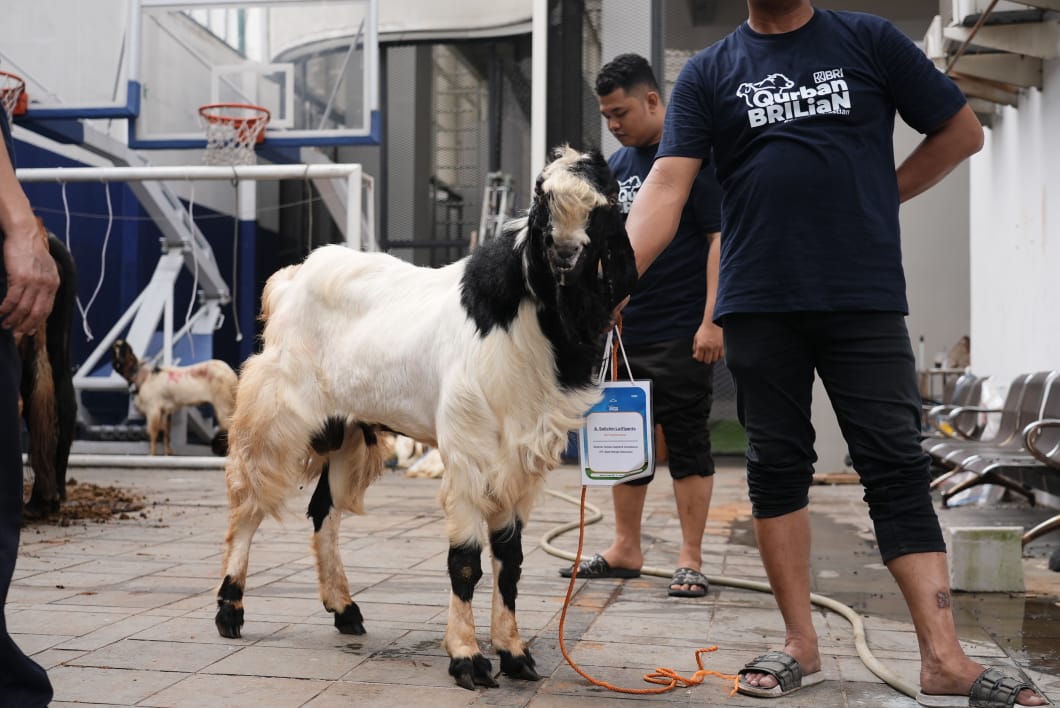 Semangat Berbagi Idul Adha 1446 H, Bapekis dan Karyawan BRI Salurkan 961 Hewan Kurban untuk Masyarakat