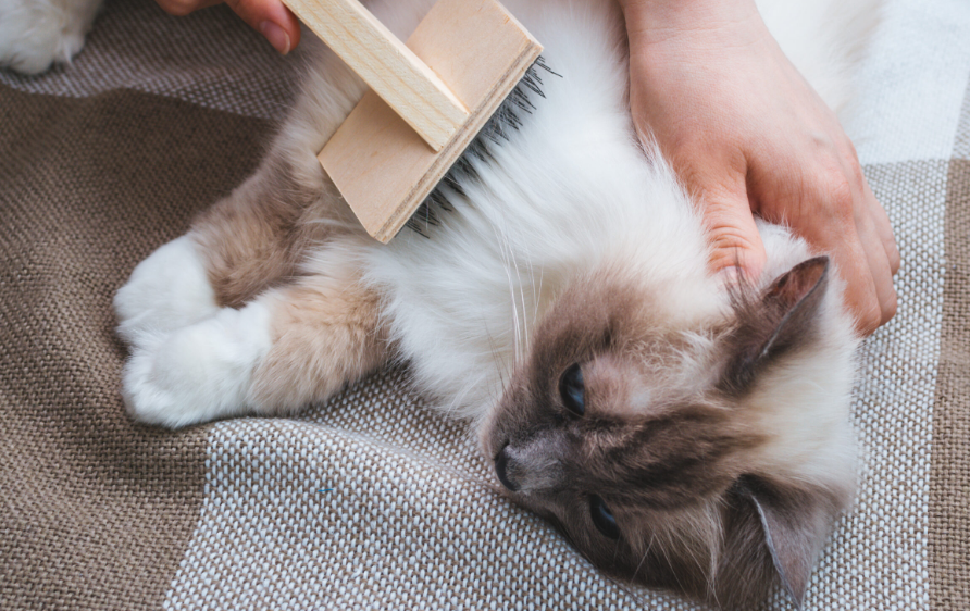Ampuh dan Praktis! Berikut 5 Jenis Obat Alami Bulu Kucing Rontok, yang Sudah Terbukti Ampuh