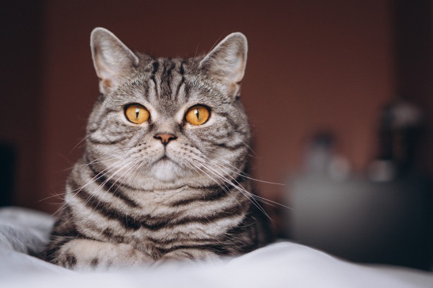 Kucing Liar Bisa Dipelihara dan Menjadi Penurut, Inilah 5 Cara yang Harus Dilakukan Pemelihara
